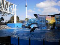 SeaWorld show with Shamu the Killer Whale